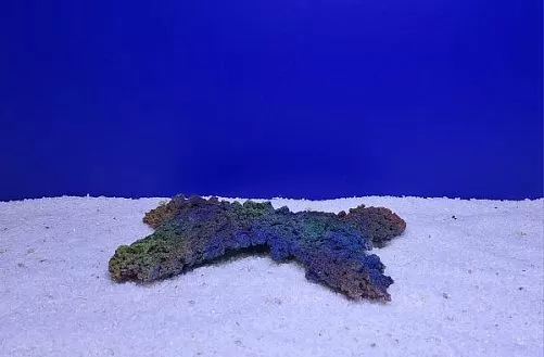 Камень Рифовый Цветной, 27х16.5х2.5 см