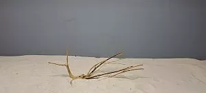 Коряга Сакура мини, до&nbsp;10&nbsp;см