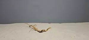 Коряга Сакура мини, до&nbsp;10&nbsp;см