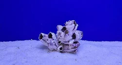 Коралл натуральный Морской желудь