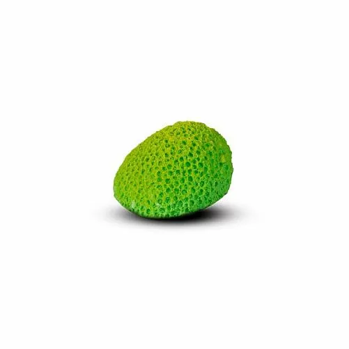 Коралл Мозговик Малый Зеленый 5.5x4.5x3.5 см