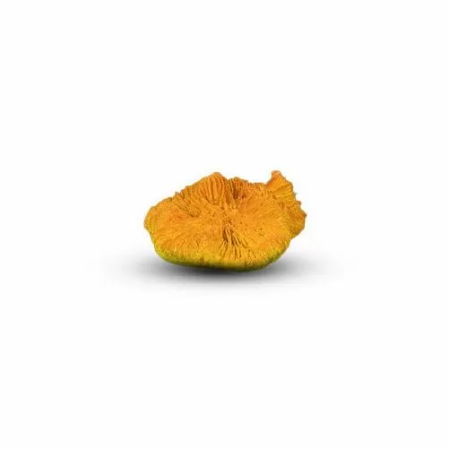 Коралл Лилия S Оранжевый 7х6х3 см