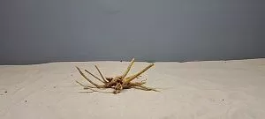 Коряга Сакура мини, до&nbsp;10&nbsp;см