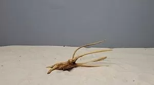 Коряга Сакура мини, до&nbsp;10&nbsp;см