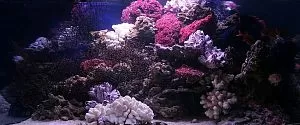 Оформление морского аквариума от 700 л