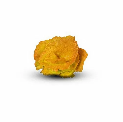 Коралл Роза Оранжевый  9х9х6 см