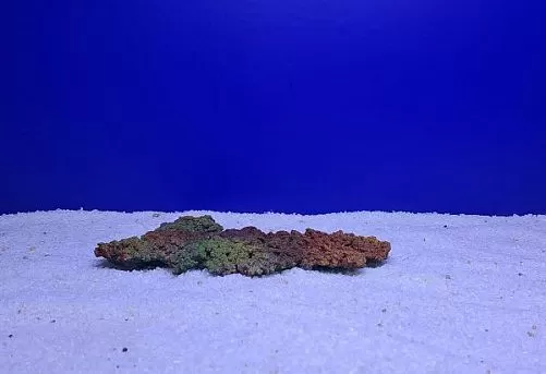 Камень Рифовый Цветной, 24х17х2.5 см
