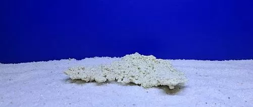 Камень Рифовый Белый, 23х13х4 см