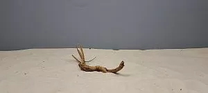 Коряга Сакура мини, до&nbsp;10&nbsp;см