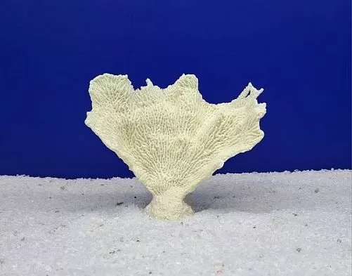 Кр-1400 Коралл Веер Белый, 17х7х15 см