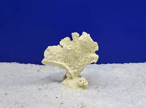 Кр-1200 Коралл Акропора Белая, 9х5х10 см