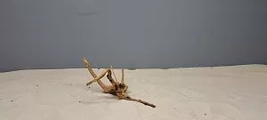 Коряга Сакура мини, до&nbsp;10&nbsp;см