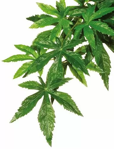 Тропическое растение Exo Terra Jungle Plants Абутилон пластиковое, малое 45х20см