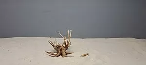 Коряга Сакура мини, до&nbsp;10&nbsp;см