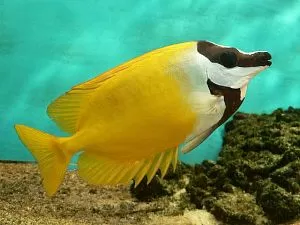 Лисица желтая (Ло), размер L&nbsp;до&nbsp;11&nbsp;см