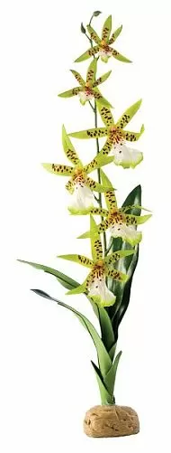 Искусственное растение Exo Terra Spider Orchid, Паучья орхидея