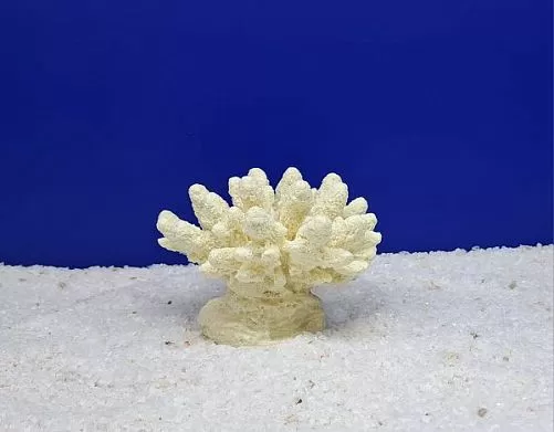 Кр-100 Коралл Белый, 13х10х10 см
